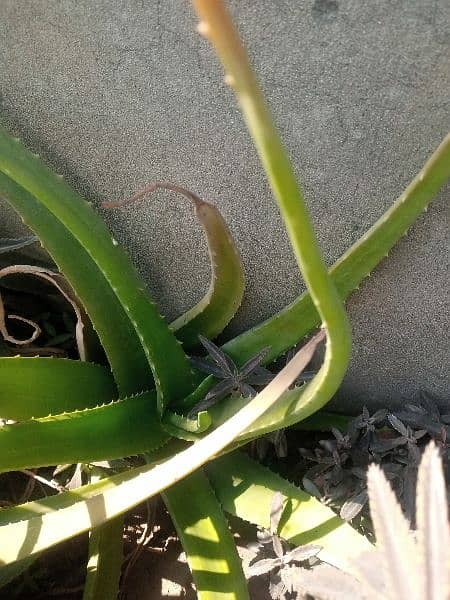Aloe Vera plant for sale 1