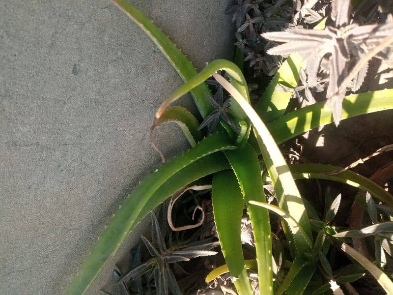 Aloe Vera plant for sale 2