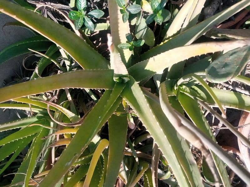 Aloe Vera plant for sale 3