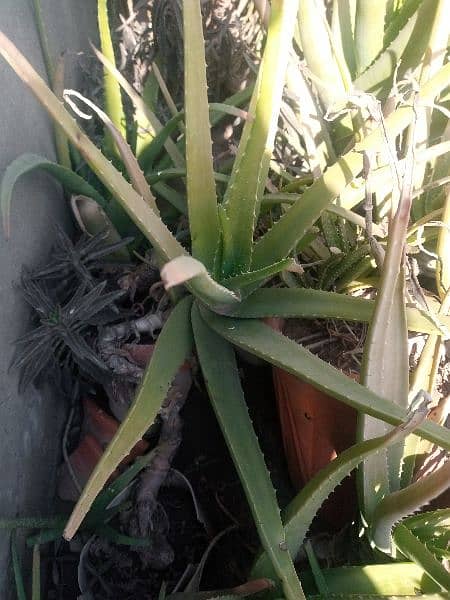 Aloe Vera plant for sale 5