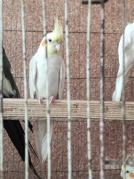 cocktail breeder pair red eye  with 4 fertile egg 03095263441 7