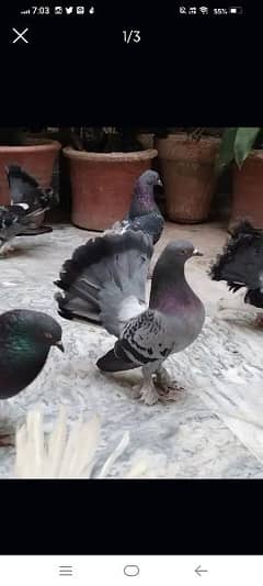 Lucky pigeons breeder and adult 0