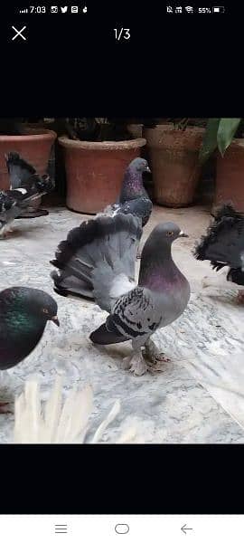 Lucky pigeons breeder and adult 0