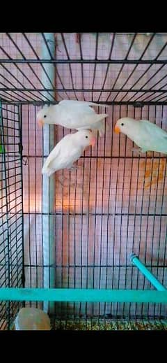Albino Love Birds
