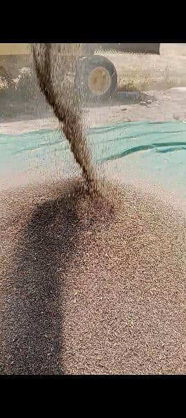 Black wheat flour used for sugar and heart patients 1