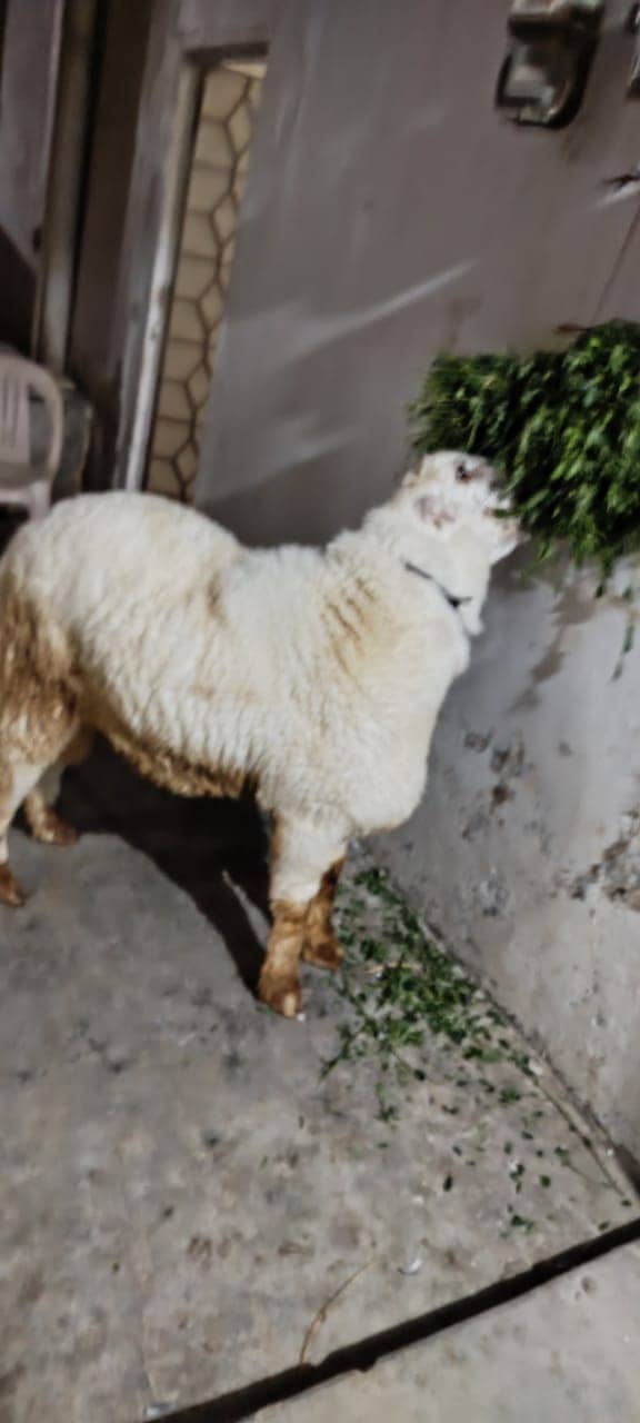 Sheep for qurbani 2