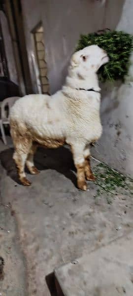 Sheep for qurbani 3