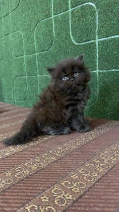 Pure Persian male kittens Triple coated punch face and semi punch