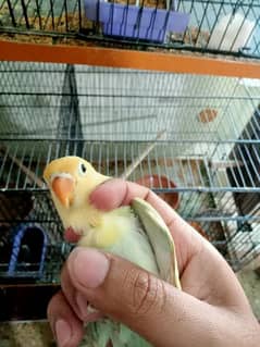 Parblue pastalino chick age 2month + Available  responsible price