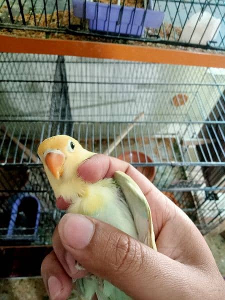 Parblue pastalino chick age 2month + Available  responsible price 0