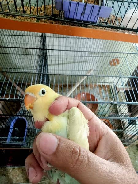Parblue pastalino chick age 2month + Available  responsible price 1