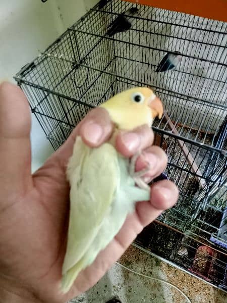 Parblue pastalino chick age 2month + Available  responsible price 2