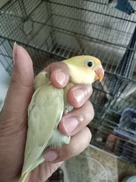 Parblue pastalino chick age 2month + Available  responsible price 3