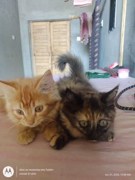 02 Persian kittens 5