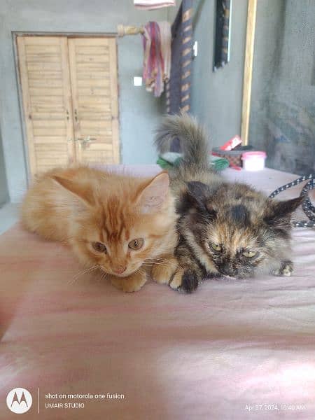 02 Persian kittens 6