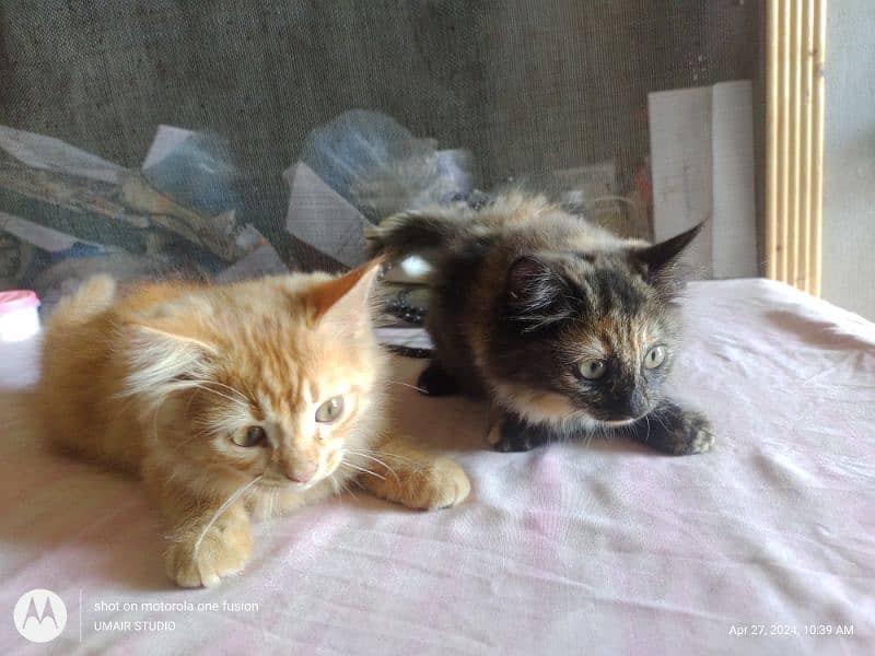 02 Persian kittens 8