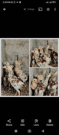 aseel chicks and murgha for sale