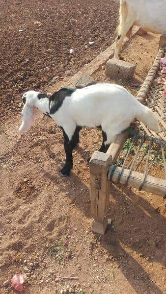 Breeder goat. Beetal bakra. Breeder goat pair 0