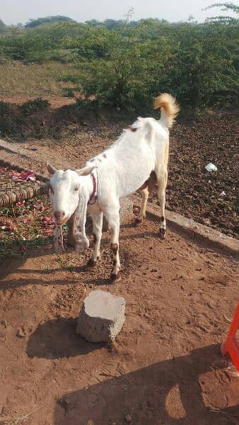 Breeder goat. Beetal bakra. Breeder goat pair 1