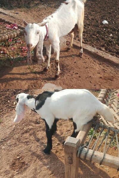 Breeder goat. Beetal bakra. Breeder goat pair 2