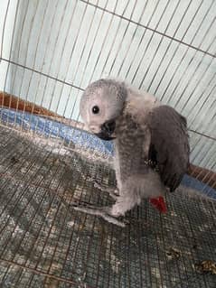 Grey Parrot Chick 3 month