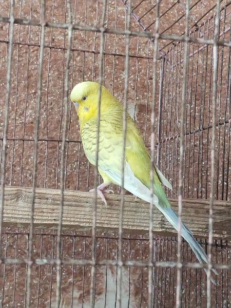 Budgies breeder pair with king size male with 4 chicks 03095263441 7