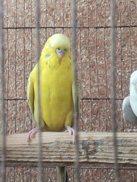 Budgies breeder pair with king size male with 4 chicks 03095263441 9