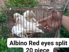 Albino Red eyes split