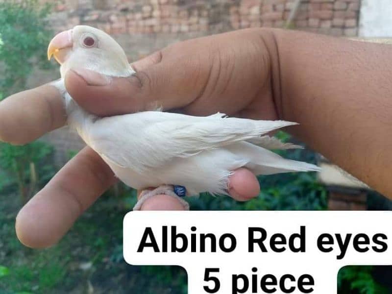 Albino Red eyes split 4
