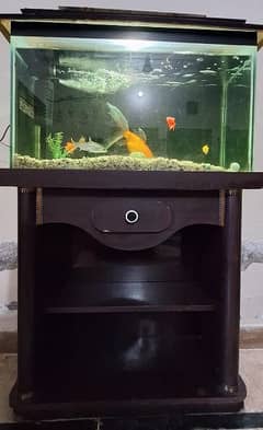 Fish Aquarium with Fishes