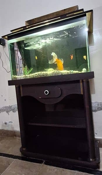 Fish Aquarium with Fishes 1