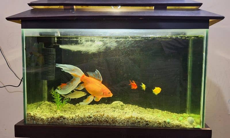 Fish Aquarium with Fishes 2
