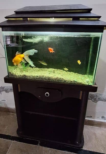Fish Aquarium with Fishes 3
