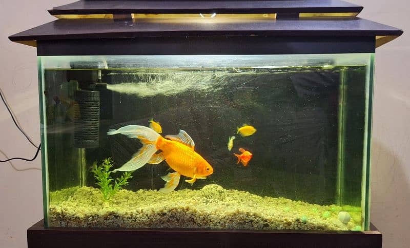 Fish Aquarium with Fishes 4