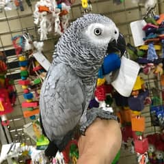 Grey Parrot