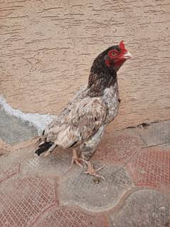 Mianwali aseel hen with chicks