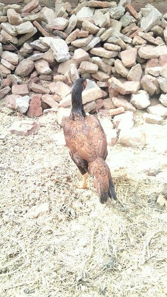 2 Aseel hen for sale age 9 month And Aseel pathay + pathiyaan for sale 2