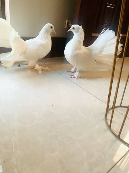 breeding Fantail pigeons pair 2