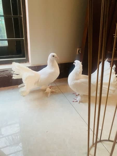 breeding Fantail pigeons pair 3