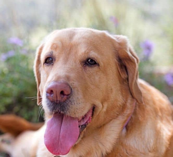 Labrador retriever for sale vaccinated 1