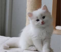 Persian triple coated kitten available for sale 0
