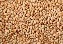 Wheat for sale , اعلیٰ کوالٹی گندم برائے فروخت