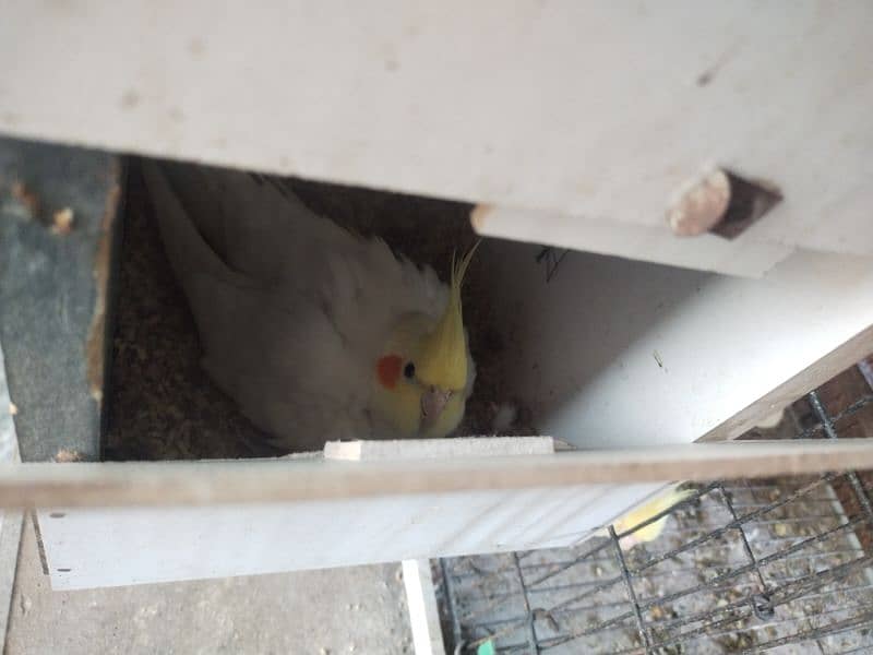Common white Breeder pair red eye 4 eggs fertile 03095263441 2