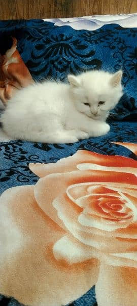 Persian cat child for sale 1