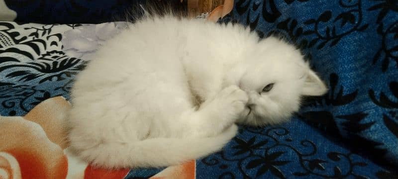 Persian cat child for sale 2