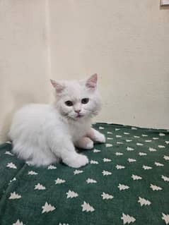 pure white Persian kitten, cat  for sale