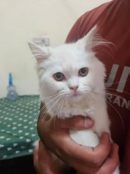 pure white Persian kitten, cat  for sale 1