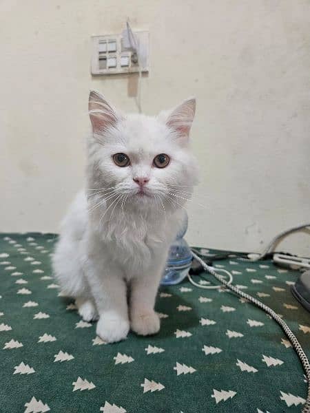 pure white Persian kitten, cat  for sale 2