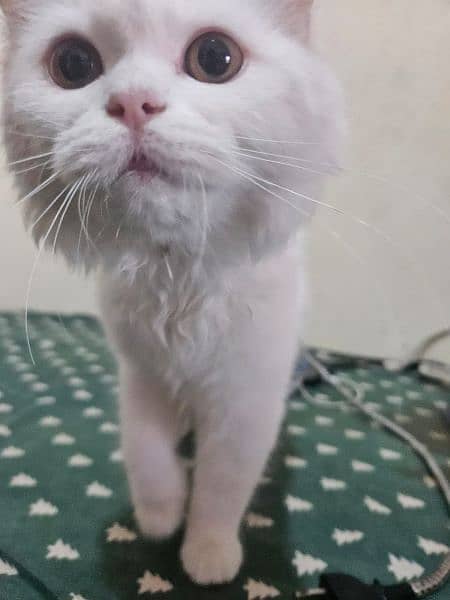 pure white Persian kitten, cat  for sale 3
