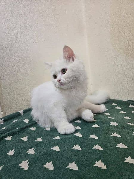 pure white Persian kitten, cat  for sale 4